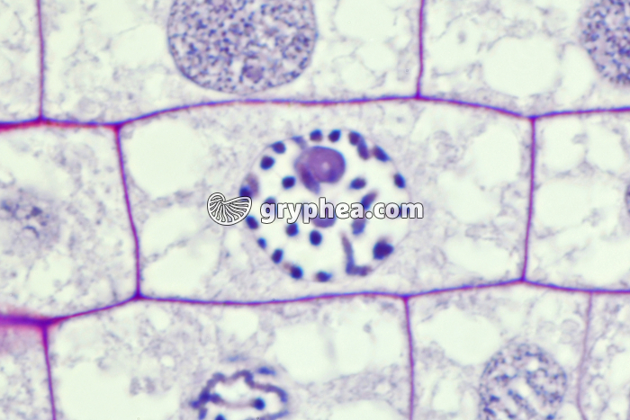 Racine de Blé - Cellule végétale en cours de division (mitose) : prophase x150 - gryphea.org